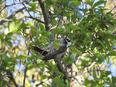 Dryobates stricklandi