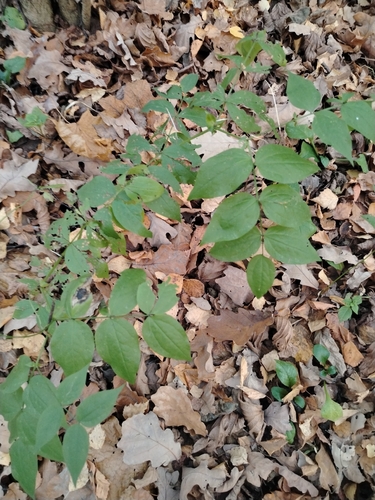 Lathyrus vernus, 2026-10-25