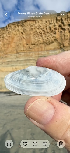 Tellina bodegensis, 2026-10-23