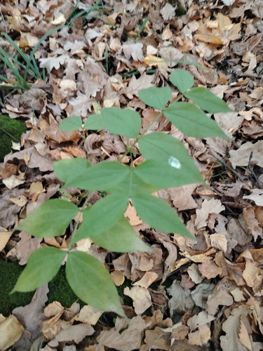 Lathyrus vernus, 2026-10-25