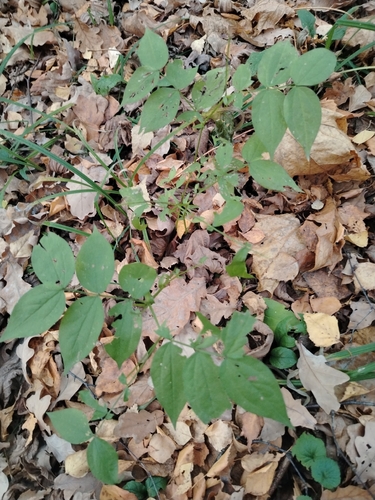 Lathyrus vernus, 2026-10-25
