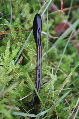 Glutinoglossum glutinosum observed 2026-10-25
