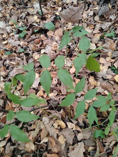 Lathyrus vernus, 2026-10-25