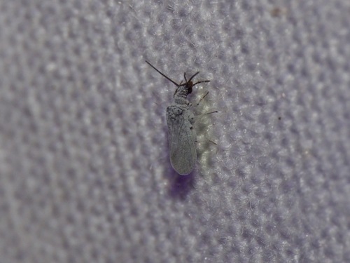 Semidalis