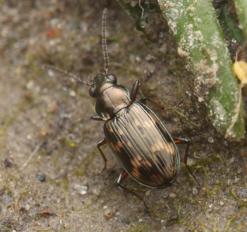 Bembidion varium