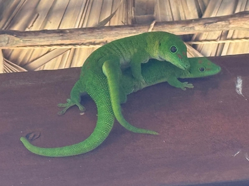 Phelsuma grandis observed 2026-10-25