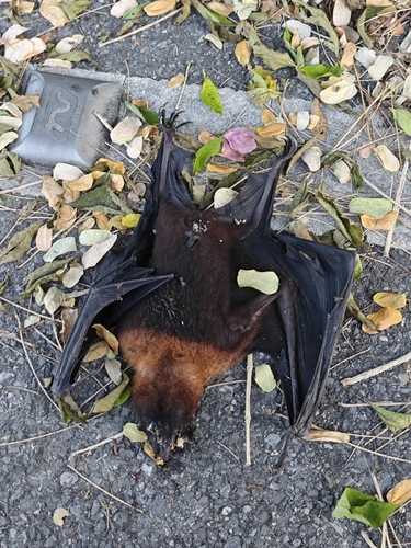 Pteropus vampyrus observed 2026-10-25