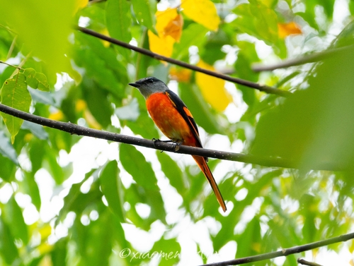 Pericrocotus solaris observed 2026-10-25