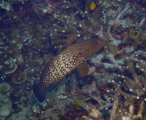 Cephalopholis cyanostigma observed 2026-10-24
