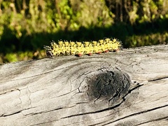 Hemileuca nevadensis