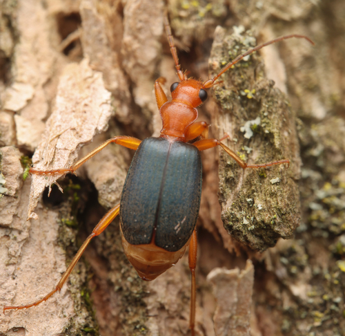 Bombardier Beetles
