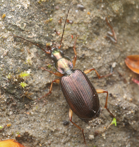 Agonum extensicolle