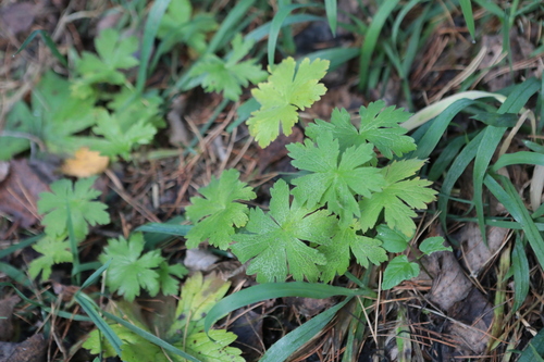Geranium sylvaticum, 2026-10-25