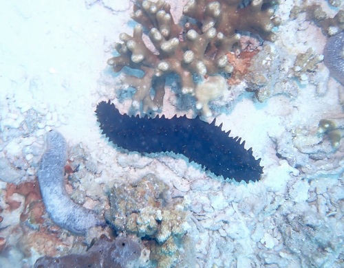 Stichopus chloronotus observed 2026-10-24
