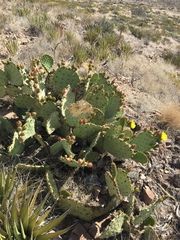 Opuntia arizonica