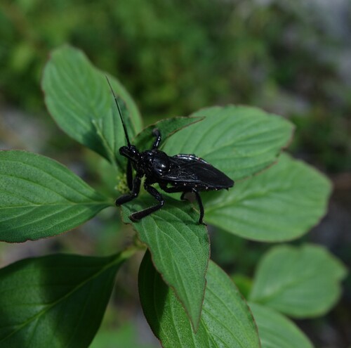 Apiomerus geniculatus