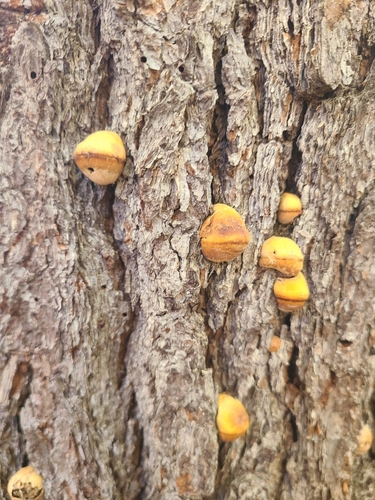Cryptoporus volvatus observed 2026-10-25
