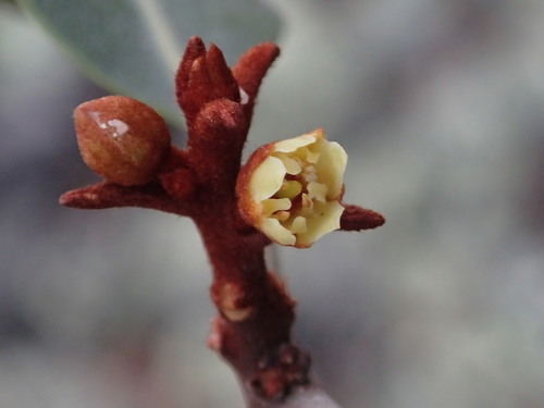 Planchonella spathulata observed 2015-08-04