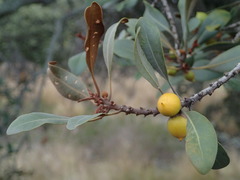 Planchonella spathulata