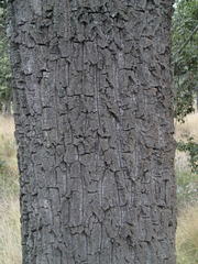 Planchonella spathulata