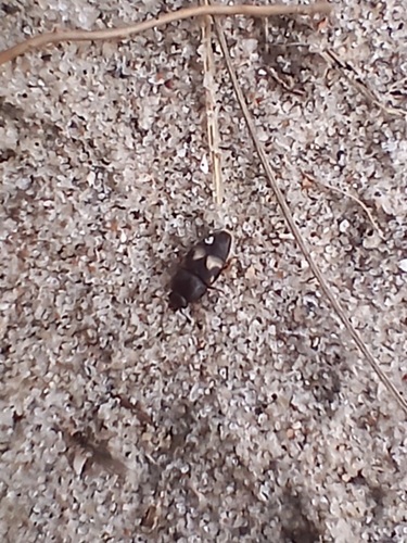Dried Fruit Beetle