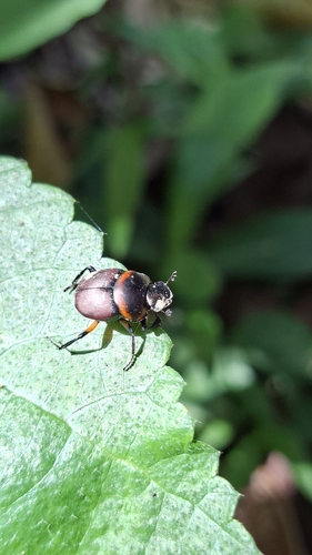 Escarabajos peloteros
