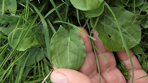 Rumex acetosa observed 2026-10-25