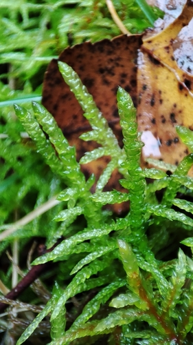 Pseudoscleropodium purum observed 2026-10-25