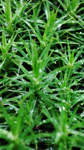Polytrichum formosum observed 2026-10-25