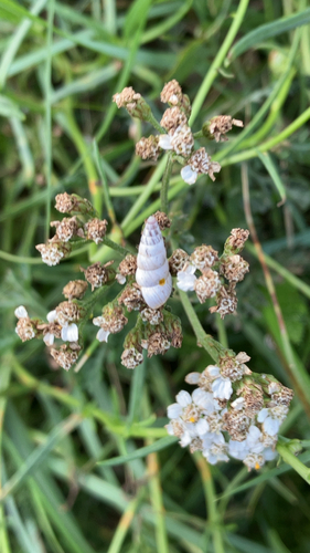 Cochlicella acuta observed 2026-10-25