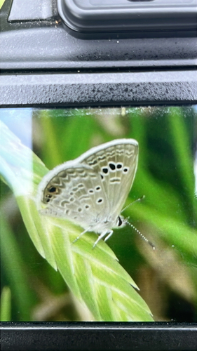 Reakirt's Blue