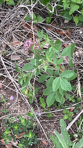 redwhisker clammyweed