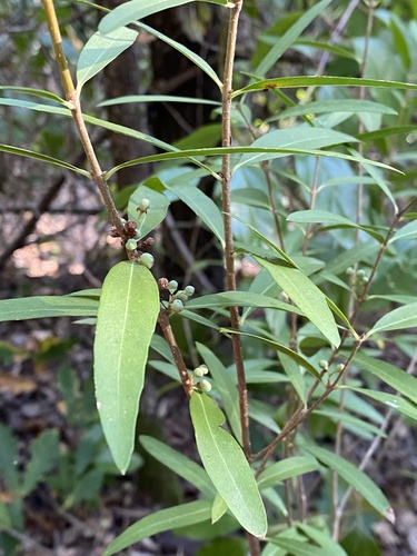 Phillyrea angustifolia, 2026-10-24