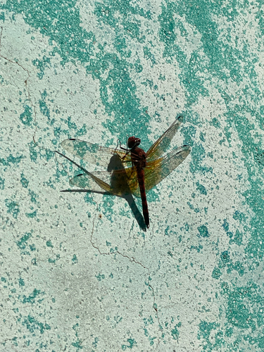 Red Rock Skimmer