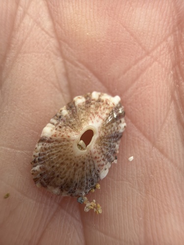 Fissurella nubecula observed 2026-10-25