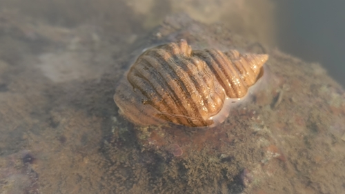 Cantharus observed 2026-10-25