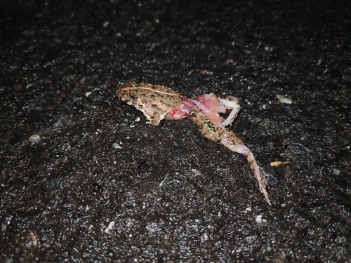 Fejervarya limnocharis observed 2026-10-23