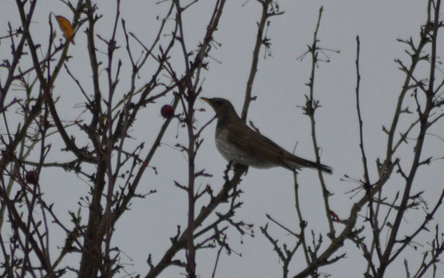Turdus ruficollis observed 2026-10-24
