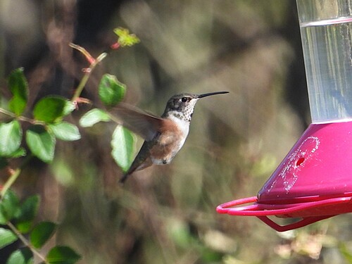 Rufous Hummingbird