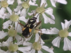Grypocoris stysi
