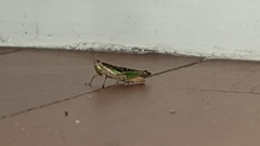 Spathosternum prasiniferum