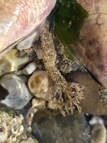 Lanice conchilega observed 2026-10-25