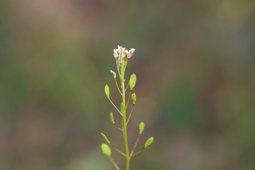 Drabella muralis, 2026-05-01