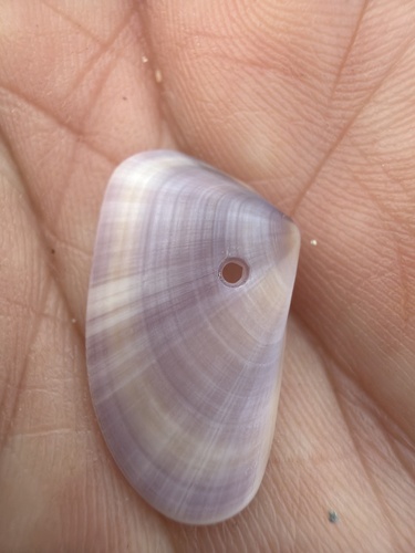 Tellina observed 2026-10-25