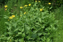 Doronicum austriacum