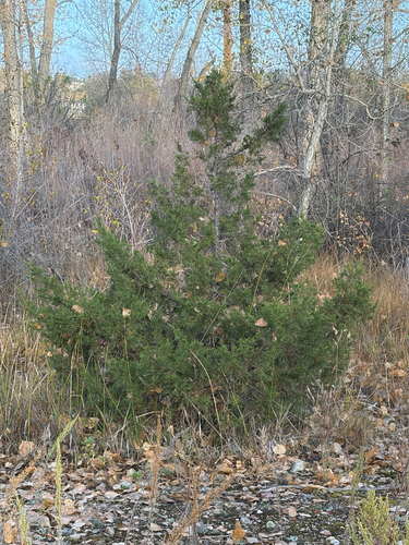 Juniperus scopulorum observed 2026-10-25