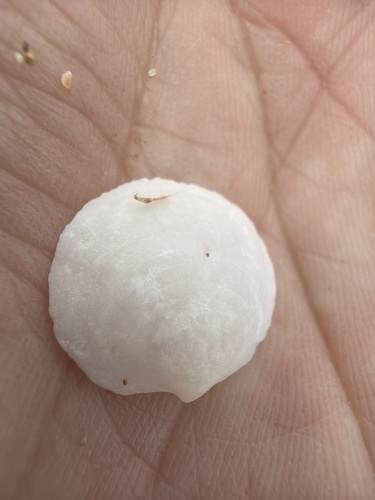 Loripes lucinalis observed 2026-10-25