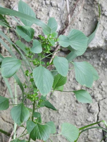 Acalypha indica observed 2026-10-25