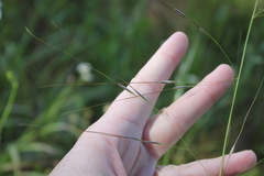 Piptochaetium avenaceum