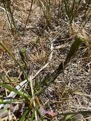 Lepidium heterophyllum